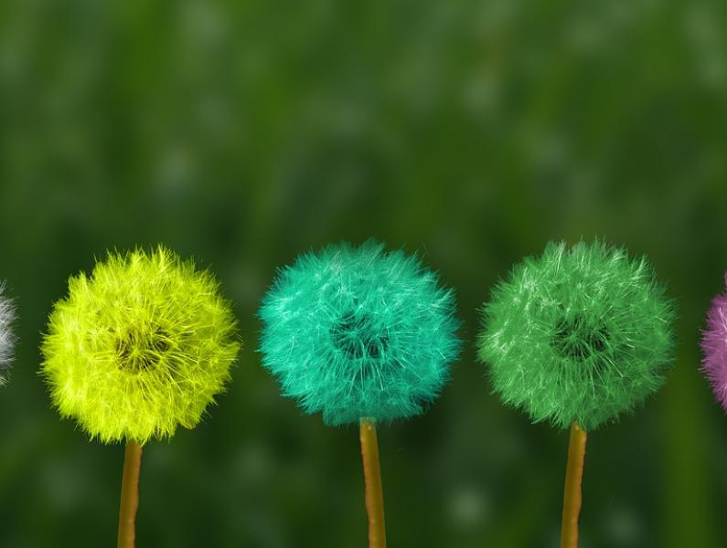 dandelion 2817950 1280