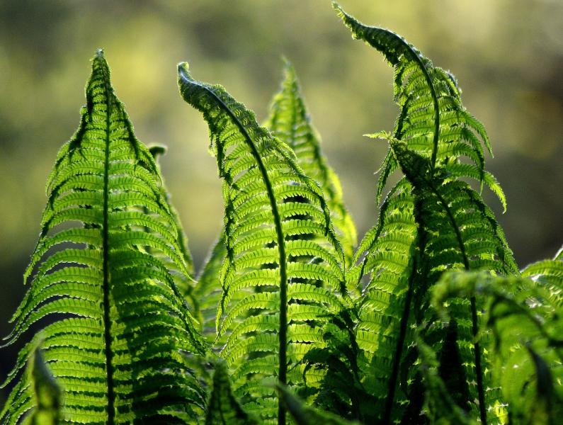 fern 1379020 1920
