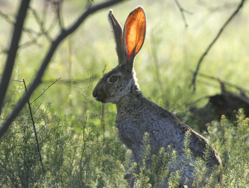 jackrabbit 673965 1920