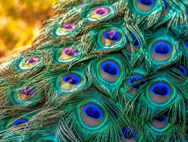 peacock 3465442 640