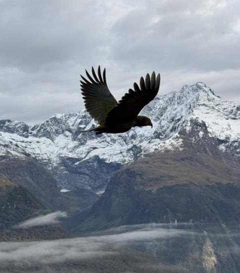 KEA Medium