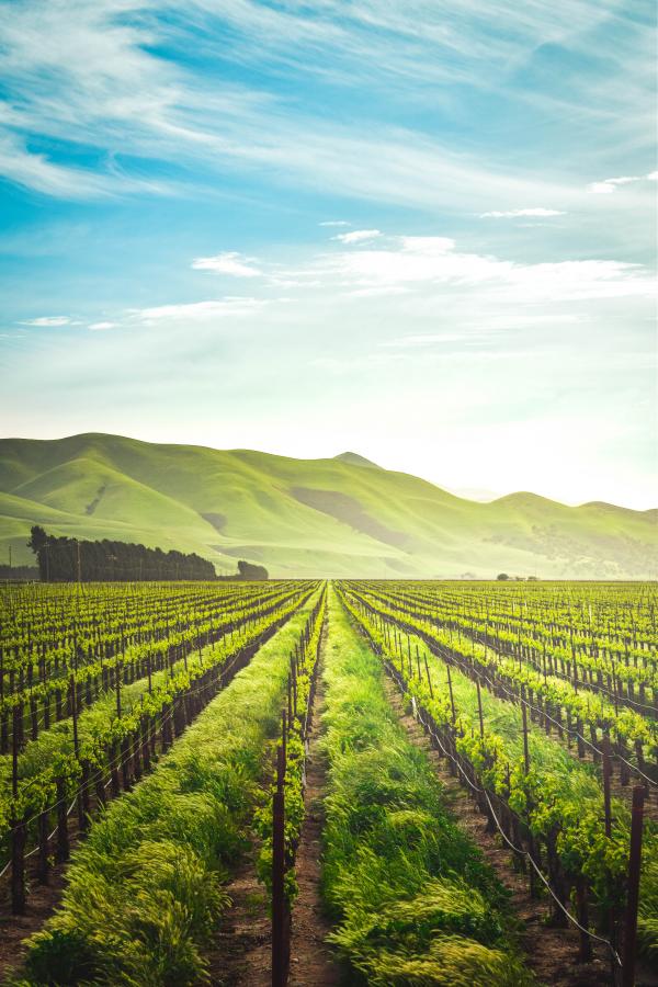 adele payman 2oYMwuFgnTg unsplash2